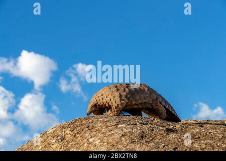 Namibia, Riserva di gioco privata, Temminck Pangolin o Cape Land Pangolin (Smutsia temminckii), condizioni controllate Foto Stock