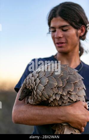 Namibia, Riserva di gioco privata, Temminck Pangolin o Cape Land Pangolin (Smutsia temminckii), condizioni controllate Foto Stock