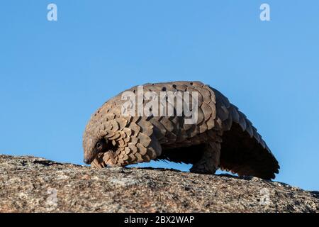 Namibia, Riserva di gioco privata, Temminck Pangolin o Cape Land Pangolin (Smutsia temminckii), condizioni controllate Foto Stock