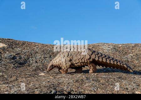 Namibia, Riserva di gioco privata, Temminck Pangolin o Cape Land Pangolin (Smutsia temminckii), condizioni controllate Foto Stock