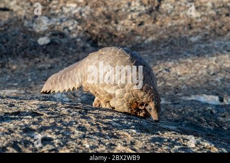 Namibia, Riserva di gioco privata, Temminck Pangolin o Cape Land Pangolin (Smutsia temminckii), condizioni controllate Foto Stock