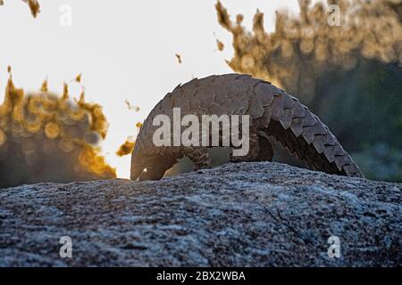 Namibia, Riserva di gioco privata, Temminck Pangolin o Cape Land Pangolin (Smutsia temminckii), condizioni controllate Foto Stock