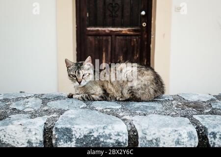 Gatto selvatico sdraiato su un muro a Creta, Grecia Foto Stock
