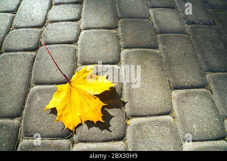 Primo piano di grandi foglie di acero giallo che si stendono sul marciapiede pedonale nel parco autunnale. Foto Stock