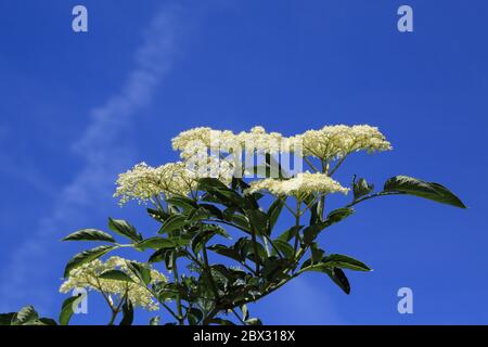 Fiori bianchi contro un cielo blu nella rurale Kent, Inghilterra Foto Stock