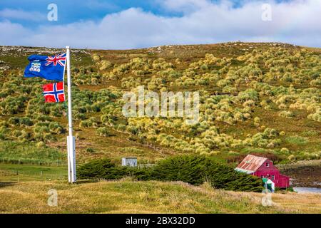 Isole Falkland, West Point Island Foto Stock