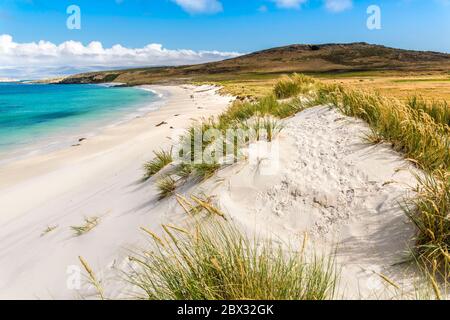 Isole Falkland, spiaggia di sabbia bianca sull'isola della carcassa, sede di una colonia di pinguini magellanici (Speniscus magellanicus) Foto Stock