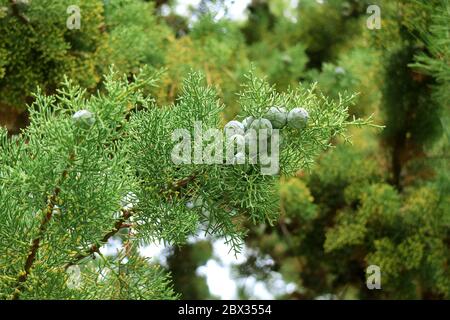 Primo piano un mazzo di coni di Pino Verde su Pino Foto Stock