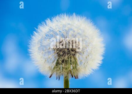 Primo piano della testa di semi di dente di leone su sfondo blu cielo, fuoco selettivo Foto Stock