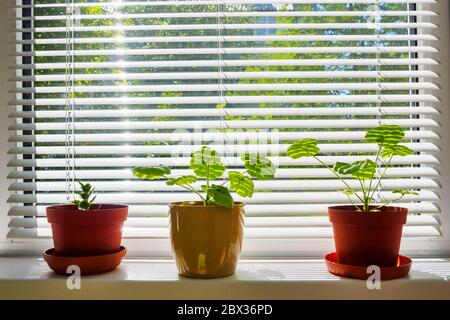 tre fiori sul davanzale in un vaso marrone su sfondi di persiane. Concept casa interni. Foto Stock