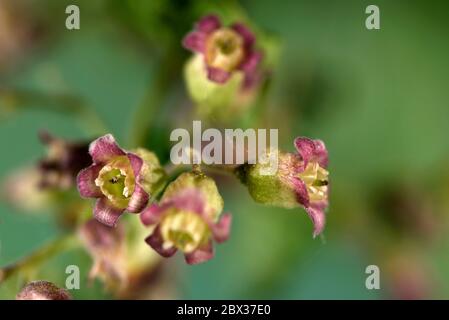 Francia, territorio di Belfort, Belfort, giardino, ribes nero (Ribes nigrum), fiori in primavera Foto Stock