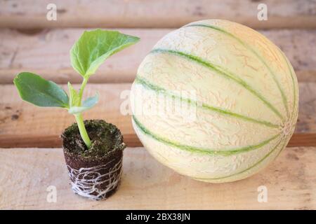 Francia, Charente, Gondeville, Domaine du Tambourinour, piantine e frutti del melone Charentais Foto Stock