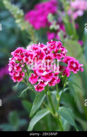 Dianthus barbatus. Dolci fiori William in estate. Foto Stock