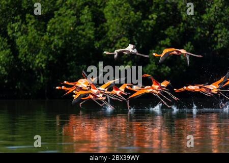 Cuba provincia di Cienfuegos Cienfuegos, la riserva di Laguna de Guanaroca, Flamingo Foto Stock