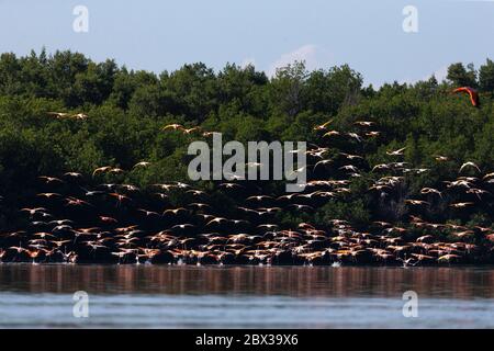 Cuba provincia di Cienfuegos Cienfuegos, la riserva di Laguna de Guanaroca, Flamingo Foto Stock