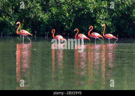 Cuba provincia di Cienfuegos Cienfuegos, la riserva di Laguna de Guanaroca, Flamingo Foto Stock