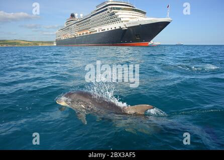 Un delfino a collo di bottiglia saluta la nave da crociera di Cunard, la Queen Victoria, ancorata a Weymouth Bay, Dorset, Regno Unito, durante il blocco del coronavirus del 2020 Foto Stock