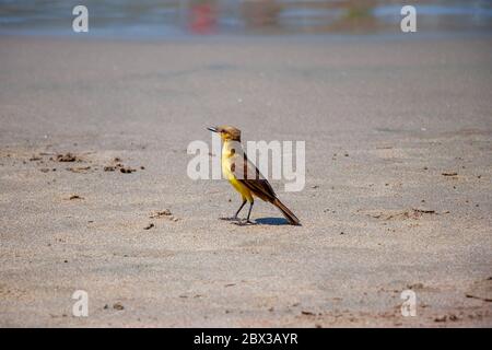 Un uccello tropicale giallo che si erge su una spiaggia di sabbia Foto Stock