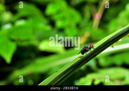 Una bottiglia verde vola su un gambo di erba. Foto Stock