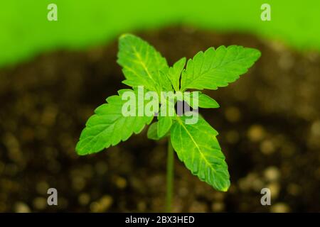 Le foglie di piante di cannabis piccole e giovani da vicino Foto Stock