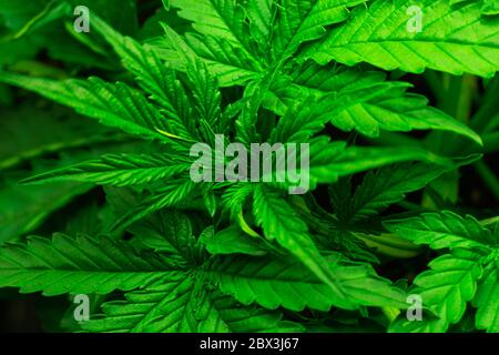 Verde giovane pianta di marijuana. Concetto di cannabis in crescita. Foto Stock