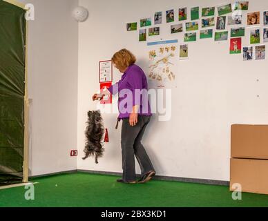 Il cane segnala lo stampo ad alta quota durante l'esame dei cani di rilevamento stampo a Dortmund, Germania Foto Stock