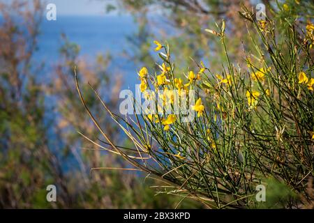 Fiore giallo genesta di fronte al mare nella stagione primaverile. Questo è il tipico fiore del Conero Foto Stock