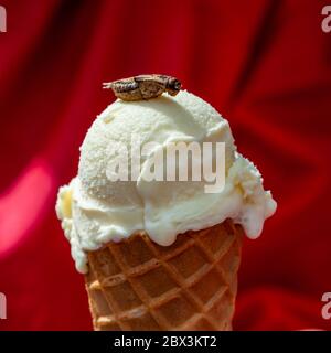 Gelato al gusto per dessert. Delicatessen fatto di insetti a Colonia, Germania Foto Stock