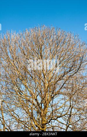 Fraxinus excelsior Frassino comune un albero deciduo visto con rami scheletrici senza foglie in un giorno di inverni soleggiati. Stendimento di rami con corona arrotondata. Foto Stock