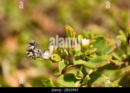 Alimentazione della farfalla di bronzo geranio (Cacyreus marshalli) Foto Stock