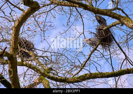 Grande Blue Heron Rookery. Grandi aironi blu in un rookery di cima dell'albero. Foto Stock