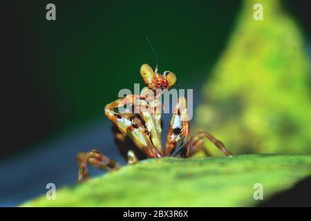 Simpatico cavallino, animali animali verdi della natura primaverile, Garut Giava Ovest Indonesiano Foto Stock