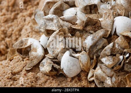 Uova di tartaruga marina nel nido in spiaggia. Cova di specie in pericolo protetto. Cova, neonato in natura, vulnerabile conservazione della fauna selvatica animale. Foto Stock