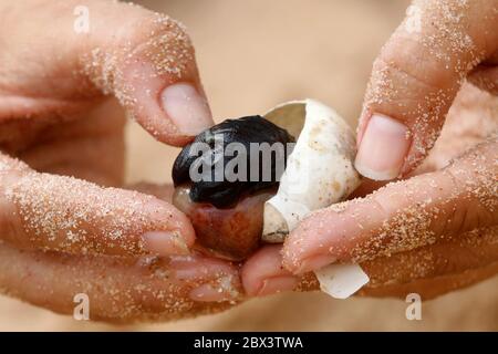 Mare ​​turtle uovo embrione bambino. Nido in spiaggia studiato dallo scienziato. Schiusa di specie in via di estinzione salvata. Hatchling neonato in natura, vulnerabile selvaggio Foto Stock