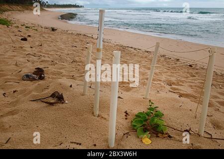 Segnali che segnano il nido di tartaruga marina sulla spiaggia. Specie a rischio di cova protetta. Rattile hatchling, neonato in natura, animali vulnerabili della fauna selvatica Foto Stock