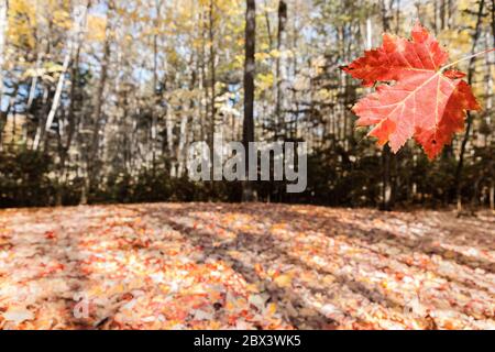 Foglie pesanti e colorate cadono a terra sotto gli alberi a fuoco selettivo intorno alle foglie rosse che galleggiano a terra nell'Umbagog state Park, USA. Foto Stock