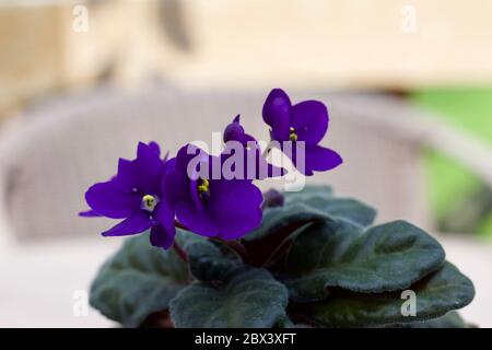 Primo piano vista di una pianta di violetti africani in vaso (saintpaulia) con sfondo sfocato e spazio per la copia Foto Stock