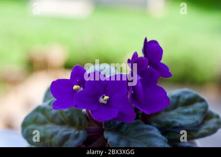 Primo piano vista di una pianta di violetti africani in vaso (saintpaulia) con sfondo sfocato e spazio per la copia Foto Stock