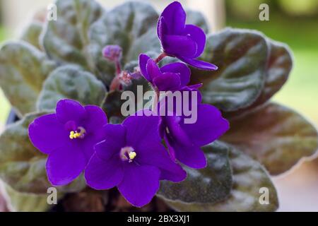 Primo piano vista di una pianta di violetti africani in vaso (saintpaulia) con sfondo sfocato e spazio per la copia Foto Stock
