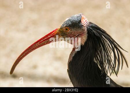 Northern Bald ibis si erge da solo. Il piumaggio è nero, con iridescenza verde bronzo e viola, una rupe spionata sul collo dell'uccello. Foto Stock