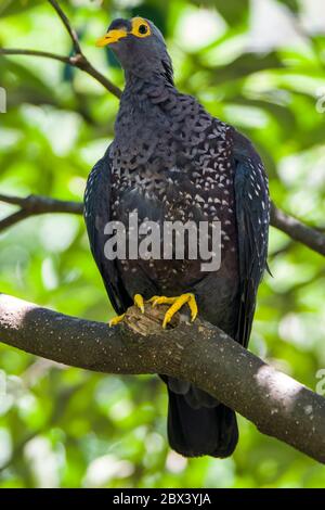 L'immagine closeup del piccione africano di Oliva (Columba arquatrix). È un piccione che è un uccello riproduttore residente in gran parte dell'Africa orientale e meridionale Foto Stock