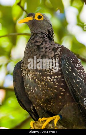 L'immagine closeup del piccione africano di Oliva (Columba arquatrix). È un piccione che è un uccello riproduttore residente in gran parte dell'Africa orientale e meridionale Foto Stock