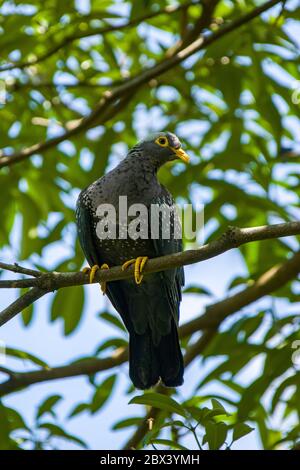 L'immagine closeup del piccione africano di Oliva (Columba arquatrix). È un piccione che è un uccello riproduttore residente in gran parte dell'Africa orientale e meridionale Foto Stock