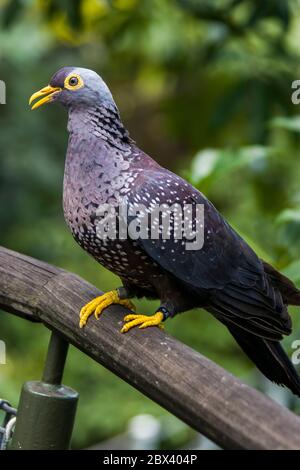 L'immagine closeup del piccione africano di Oliva (Columba arquatrix). È un piccione che è un uccello riproduttore residente in gran parte dell'Africa orientale e meridionale Foto Stock