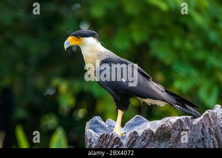 La caracara crestata meridionale (Caracara plancus) si erge da sola, che è un uccello di preda della famiglia dei Falconidi, Foto Stock
