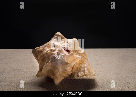 Ancora vita CONCA o mare lumaca REGINA CONCH, Strombus gigas, aliger gigas, sulla sabbia, lobatus gigas in uno sfondo nero Foto Stock