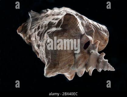 Sea Lumaca Chiaroscuro still life, vista laterale astratta di un mollusco o di una conchiglia, fotografia di arte leggera. Foto Stock