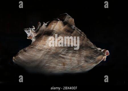 Sea Lumaca Chiaroscuro still life, vista laterale astratta di un mollusco o di una conchiglia, fotografia di arte leggera. Foto Stock