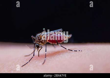 Le zanzare a strisce stanno mangiando sangue sulla pelle umana, pericoloso malaria infetta zanzara pelle Bite Foto Stock