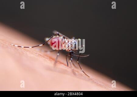 Le zanzare a strisce stanno mangiando sangue sulla pelle umana, pericoloso malaria infetta zanzara pelle Bite Foto Stock